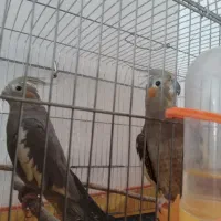 عروس هلندی مرغ عشق قناری