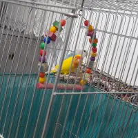 طوطی برزیلی|پرنده|سنندج, |دیوار