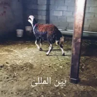 فروش بره قوچی|حیوانات مزرعه|مشهد, سلام|دیوار
