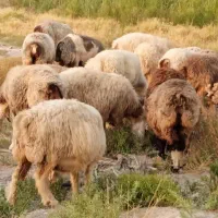 ۴۰ راس میش داشتی بره دار و آبستن