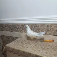 کبوتر پرشی کاشانی معاوض