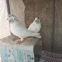 مفلق کله ای سوسکی پرشی ساعتی /نرماده مایه کفتر|پرنده|اصفهان, بوستان ناژوان|دیوار