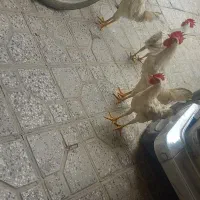 ۳ عدد خروس