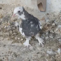 طوقی جوجه|پرنده|شیراز, کفترک|دیوار