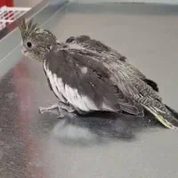 فروش دو جوجه عروس هلندی