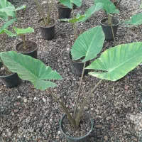بابا آدم ۲متری گل وگیاه