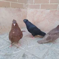 کبوتر سرخ ابادانی|پرنده|اصفهان, کوی راه حق|دیوار