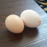 فروش مرغ و خروس|حیوانات مزرعه|ابرکوه, |دیوار