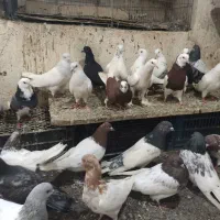 طوقی اوچان و اویناق