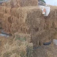 یونجه
