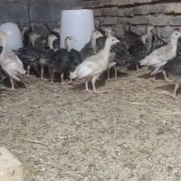 بوقلمون یک ماهه