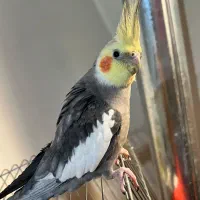 عروس هلندی گم شده به یابنده مژدگانی داده میشه