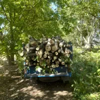 خرید برش انواع چوب|خدمات باغبانی و درختکاری|نهاوند, |دیوار