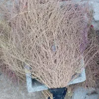 جارو فراشی