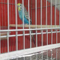 مرغ عشق و فنچ|پرنده|کرمان, |دیوار