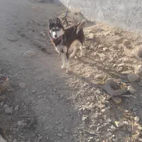 سگ ماده هاسکی ۹ ماه زیبا|سگ|شیروان (خراسان), |دیوار