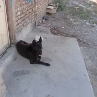 سگ ژرمن بلک|سگ|قرچک, صالح آباد|دیوار