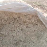 گاه|حیوانات مزرعه|شوشتر, |دیوار