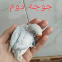 ۴جوجه سرلاکی و یک جفت طوطی برزیلی خوش رنگ|پرنده|نسیم‌شهر, |دیوار