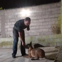 مربی سگ. آموزش سگ. پانسیون سگ|خدمات آموزشی|شیراز, میانرود|دیوار