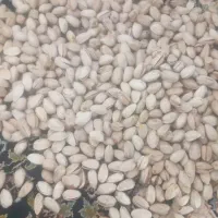 سلام حدود۸کیلو پسته خشک دسچین شده بدون سم
