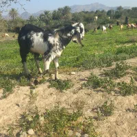 چپشت (رودان