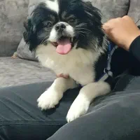 واگذاری و جهت کشش