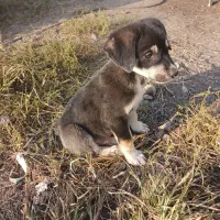 حیوانات خانگی (سگ نگهبان )|سگ|بندر انزلی, چهارفریضه|دیوار