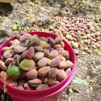 باغ روستای قرمزین|فروش زمین و ملک کلنگی|نوبران, |دیوار