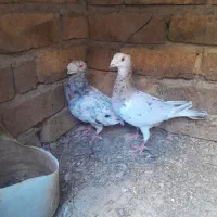 کفتر جفت سارفروشی|پرنده|تایباد, |دیوار