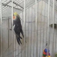 عروس هلندی|پرنده|یزد, |دیوار