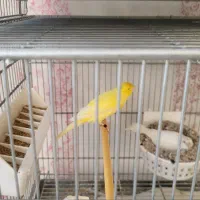 قناری|پرنده|اراک, |دیوار