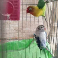 طوطی برزیلی