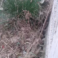 فروش فوری زمین مسکونی در شفت