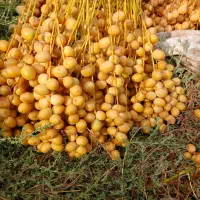 خارک ورطب