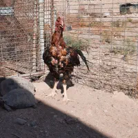 سلام. تعداد ۱۶عدد مرغ وخروس،۲تا خروس لاری،۸تا جوجه|حیوانات مزرعه|قزوین, |دیوار