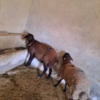 بره قوچ همو