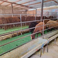 بره پروار شده گوسفنده زنده|حیوانات مزرعه|هشتگرد, قاسم آباد بزرگ|دیوار