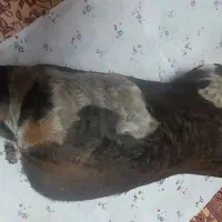 دو عدد هیزه جا روغن|ظروف نگهدارنده، پلاستیکی، یک‌بارمصرف|دورود, |دیوار