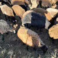 فروش گوسفند توغلی نر و ماده|حیوانات مزرعه|اردبیل, |دیوار