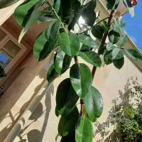 گل fikos|گل و گیاه طبیعی|رشت, پیرکلاچای|دیوار