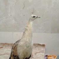 طاووس نژاد مصری|پرنده|کارون, |دیوار