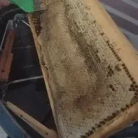 عسل طبیعی کوهی