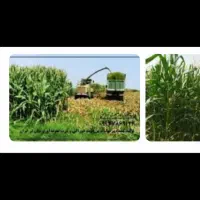 ذرت علوفه ای