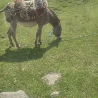 قیمت ۳۰۰۰۰میلون