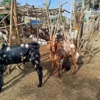 فروش سه راس چپش(بز نر)|حیوانات مزرعه|رودبار (کرمان), |دیوار