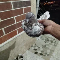 کبوتر پرشی|پرنده|بافت, |دیوار