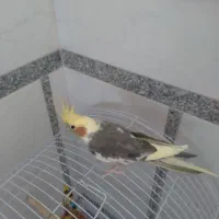 فروش عروس