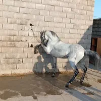 فروش اسب سیلمی