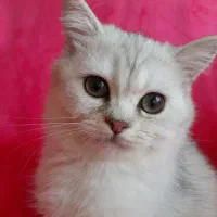 بچه گربه بریتیش ماده سیلور سفید از پدر و مادر روس